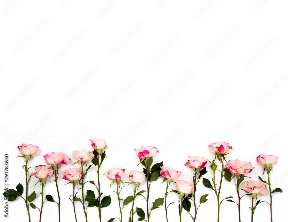 Pink white rose flowers. Spring concept. View from above. Isolated white background. Flat lay. Top view. Pink white rose flowers. Spring concept. View from above. Isolated white background. Flat lay. Top view.