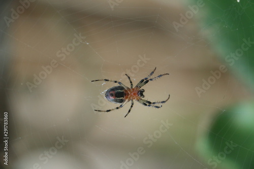 Araña de jardín © JosFederico