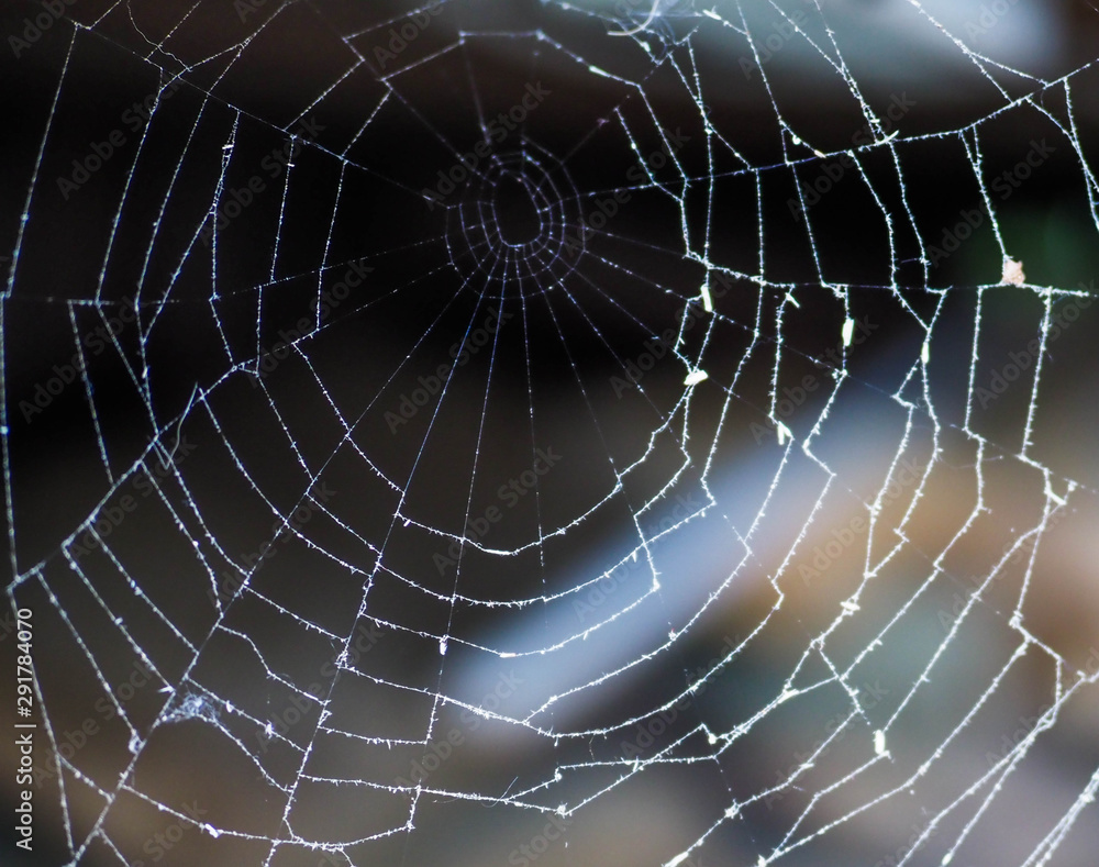 Naklejka premium spider web stretched in the yard