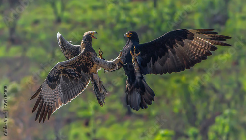 Ferocious aggression period of a black eagle chasing the fledgling from the nest