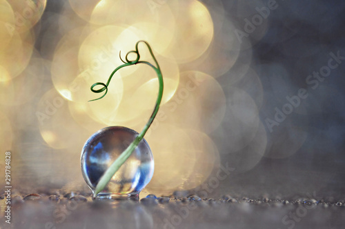 A dandelion seed is photographed in a gel ball