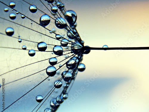 Close-up of a dandelion seed
