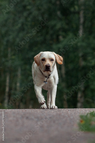 Golden labrador dog running forward on the road near forest. Animal portrait,