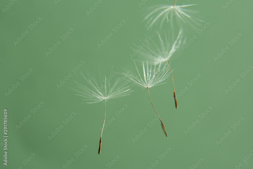 Close-up of blowing dandelion seeds in the green background. Copy space for text