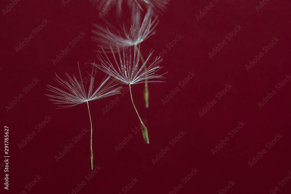 Fototapeta premium Close up macro image of dandelion seed heads with detailed lace-like patterns. Copy space for text.