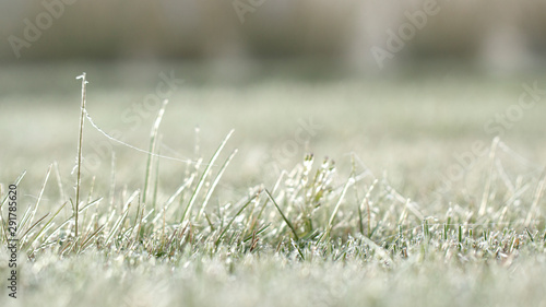 Spider web in hoarfrost on the grass close up