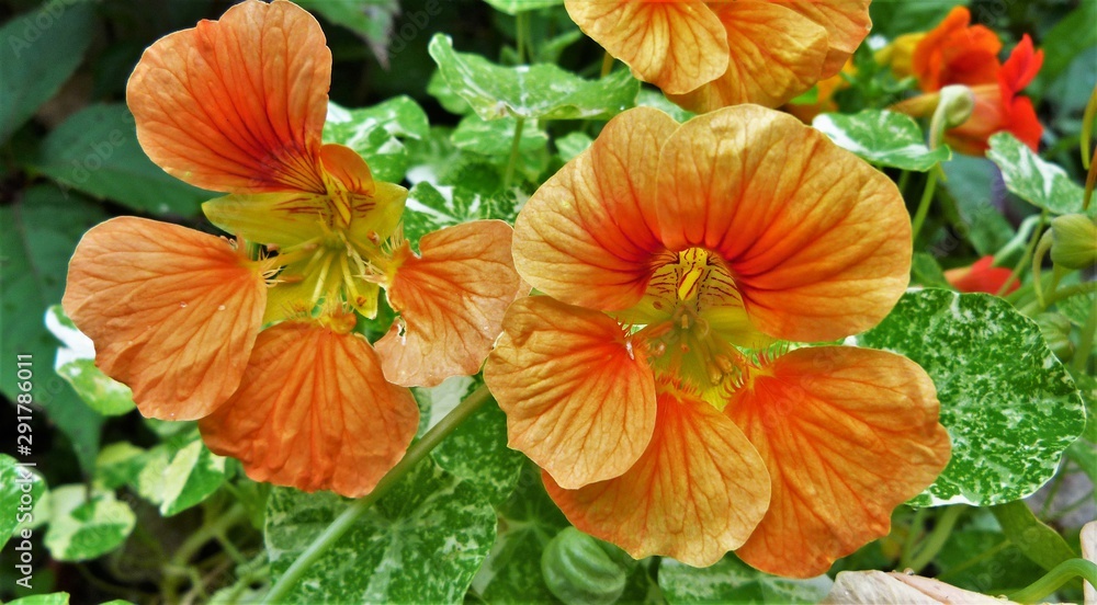 orange flowers in the garden orange flowers in the garden