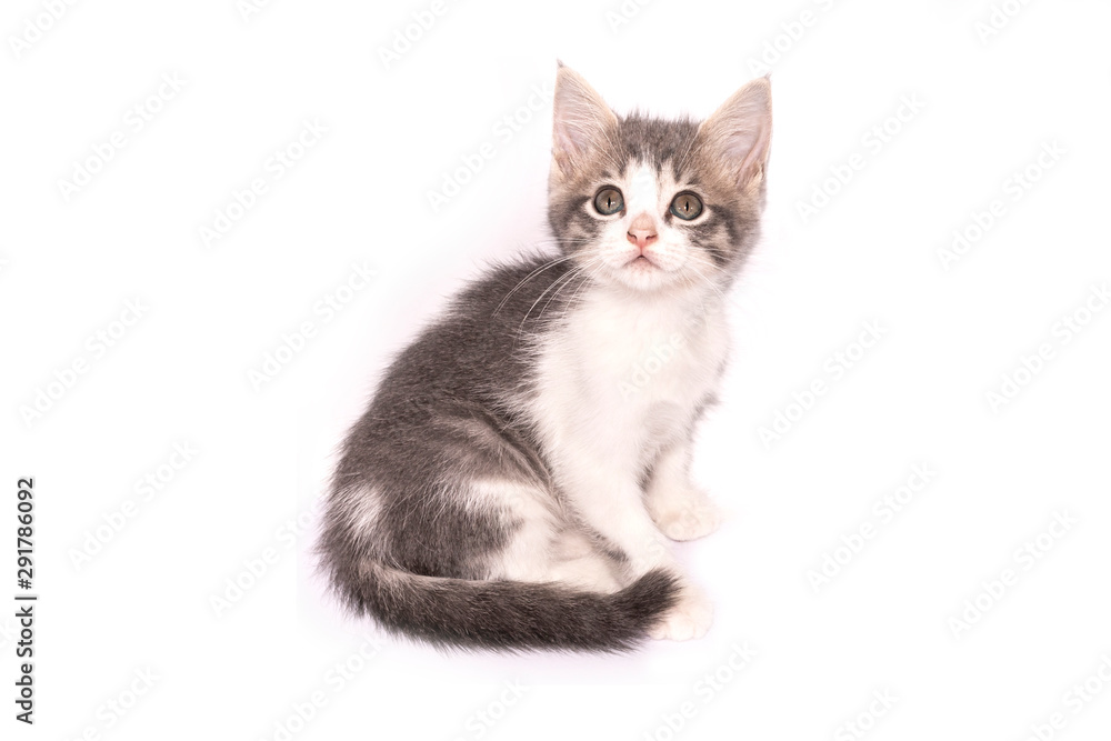 little gray cat looking at the camera. Cute tabby kitten isolated on white background.