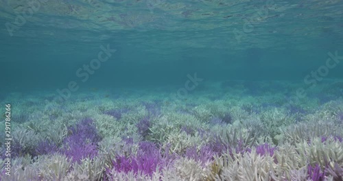 Slow motion, shallow coral reef in Australia