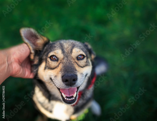 human hands stroking behind the ears cute brown dog in the elegant red butter...