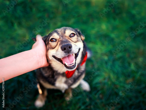 human hand rubs behind the ear cute brown dog in the elegant red butterfly sm...