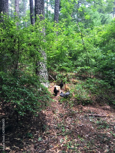 domestic poultry in forest