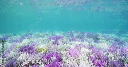 Colorful coral reef in Australia, slow motion