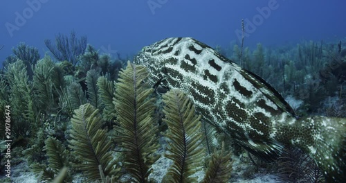 Tropical spotted fish in coral reef, slow motion