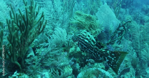 Spotted fish swims through tropical reef, slow motion