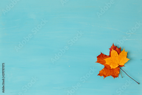 Beautiful textured maple autumn leaf with selective focus on blue wooden background. Autumn concept with fall leaves on wood backdrop and empty space for text. Minimalistic autumn invitation card