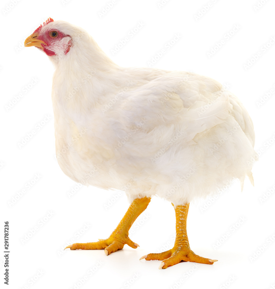 white hen isolated.