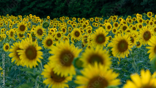 Sunflowers in Delaware