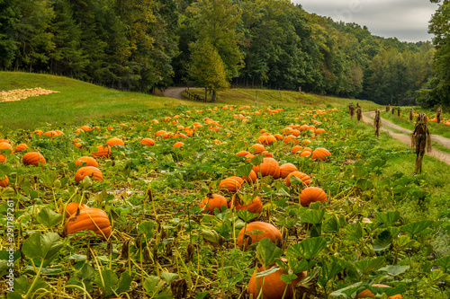 Pumpkins growing in a pumpkin patch