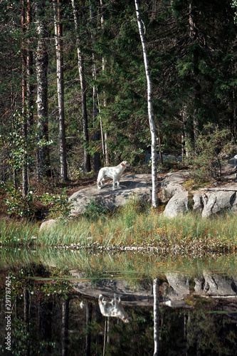 Golden labrador dog standng near water in the forest in summer. photo