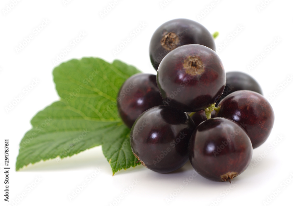 Fototapeta premium Black currants isolated.