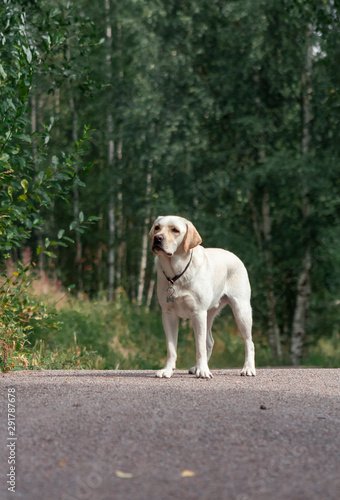 Golden labrador dog standing on the road with forest on the background. Animal portrait.
