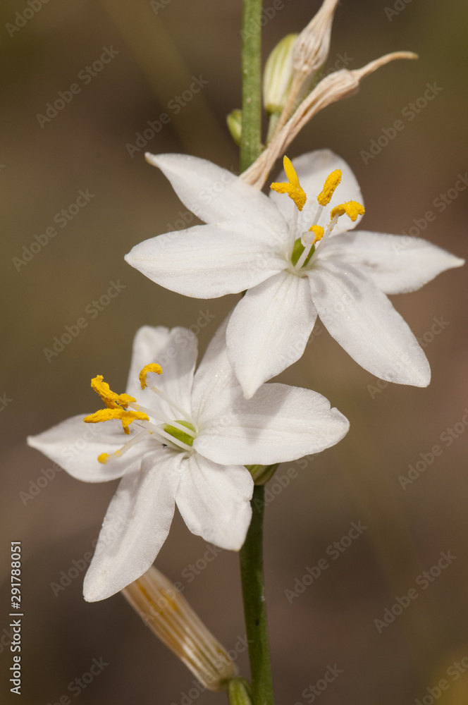 Obraz premium Anthericum maurum beautiful medium sized plant with tall sticks and beautiful white flowers
