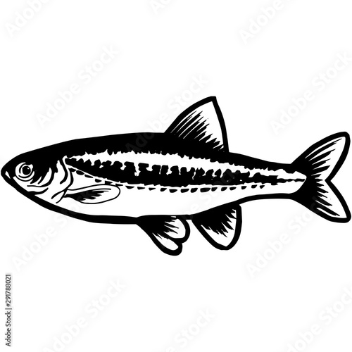 Hand Sketched Minnow Fish Vector