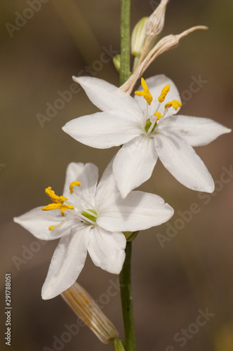 Anthericum maurum beautiful medium sized plant with tall sticks and beautiful white flowers