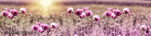 Poppy flower, purple poppy flower at sunset in meadow © PhotoIris2021