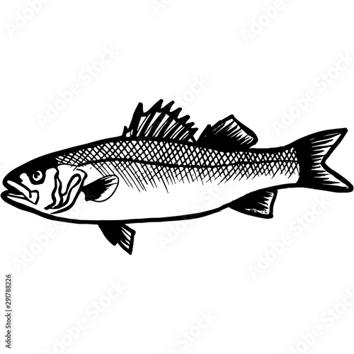 Hand Sketched Bass Fish Vector photo