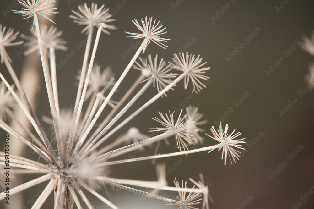 Globe thistle on grey background.