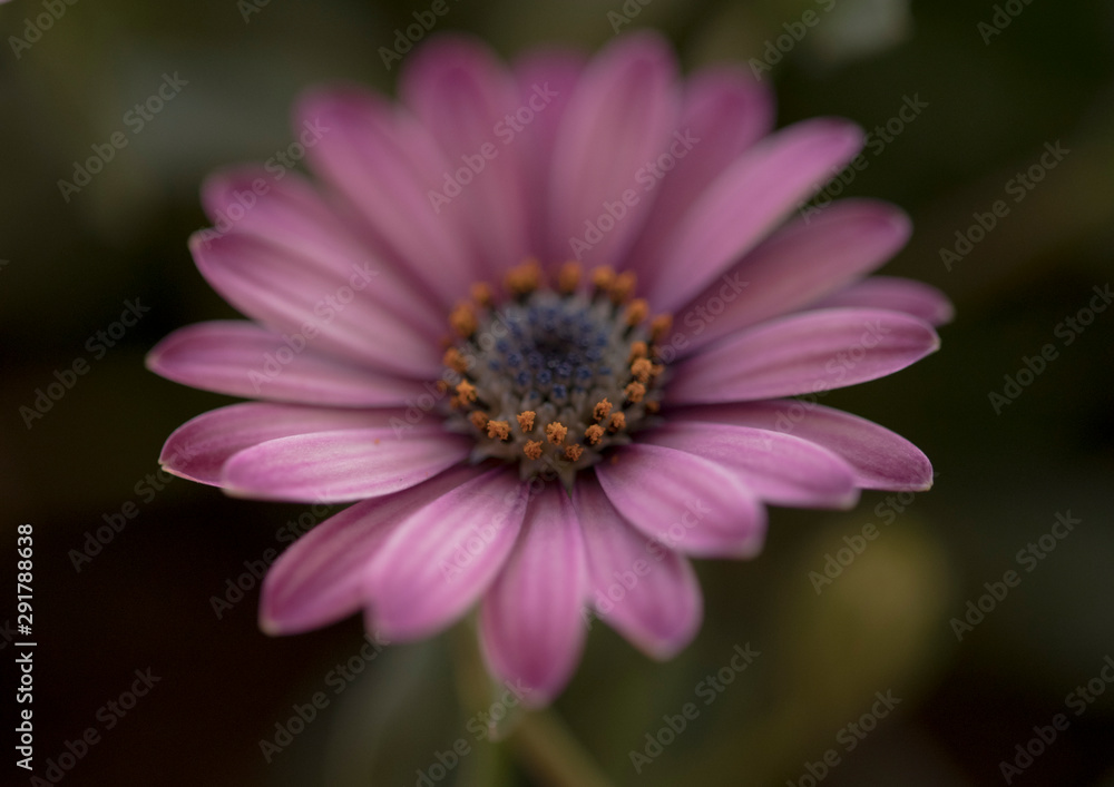 Fiore Fiore