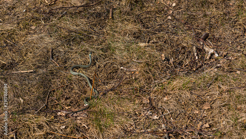A grass snake (Natrix natrix) slowly moving through grass and sticks.