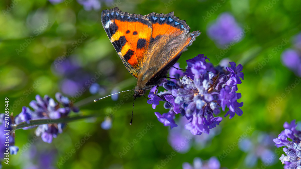 Obraz premium Small tortoiseshell (Aglais urticae) on a flower.