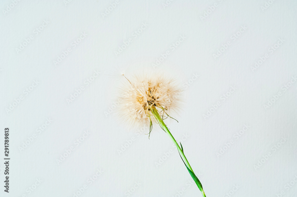Creative background with white dandelions inflorescence. Concept for festive background