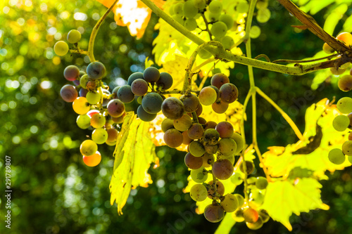 Wild grapes growing in the forest