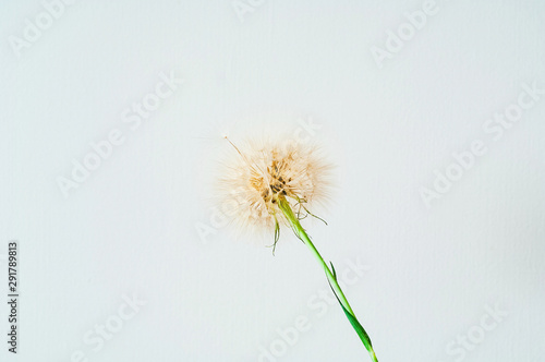 Creative background with white dandelions inflorescence. Concept for festive background