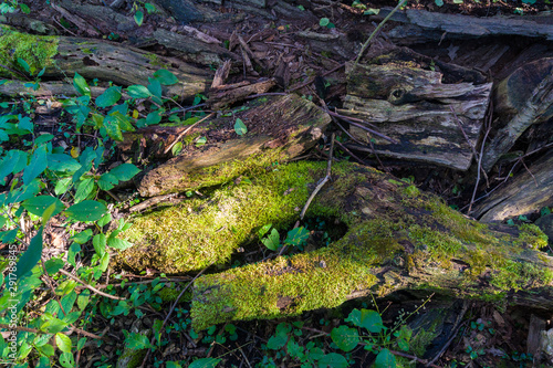 The trunk of a tree destroyed by time and covered with moss