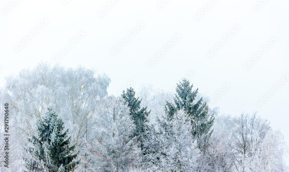 Frost covered trees on a white background_ Frost covered trees on a white background_