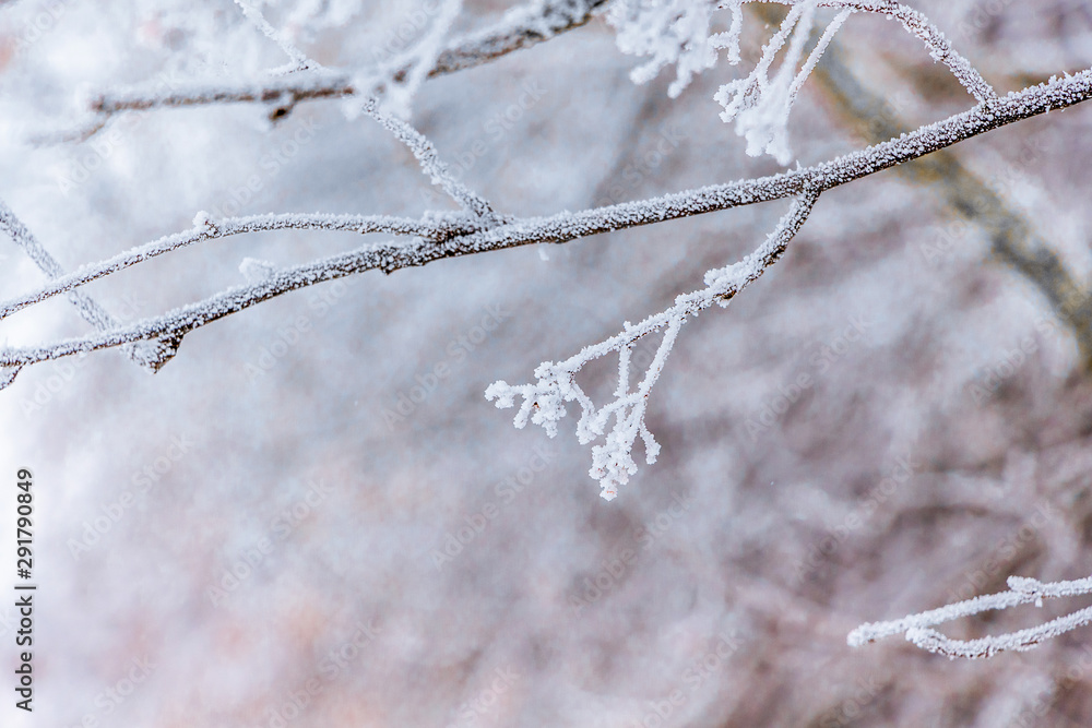 Frost covered tree branch on light background_