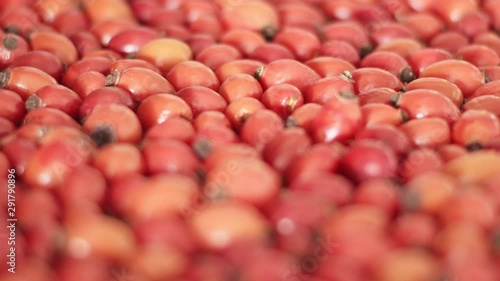 Detail macro view of dog rose hips (latin name Fructus cynosbati) prepared for drying. Dried rose hips are important source of vitamins in alternative medicine. Typical fall berry fruit photo