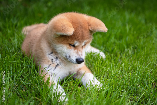 Young akita puppy in the ga...