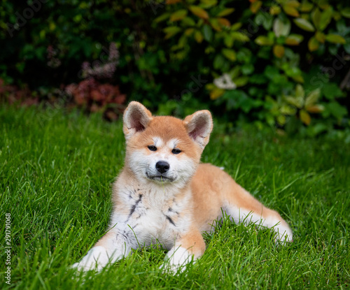 Young akita puppy in the ga...