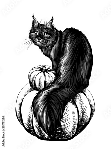  Cat. Wall sticker. Sketch hand drawn black cat sitting on a pumpkin.