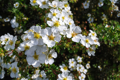 White flowers potentilla fruticosa manchu in the garden.