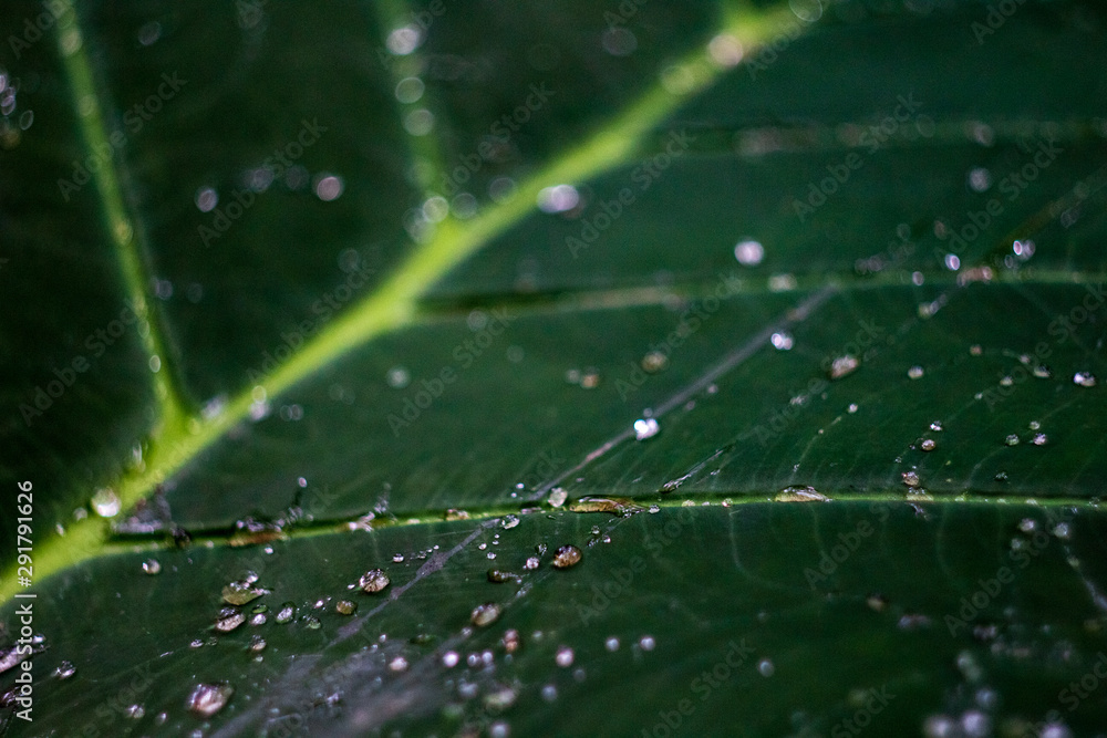 Closeup of leaf with convergent nervures leading to a leaf bud with water drops Closeup of leaf with convergent nervures leading to a leaf bud with water drops