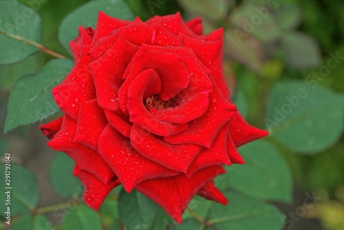 one red rose bud in drops of water on a green stem in the garden