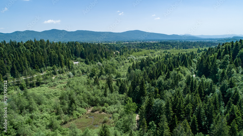 Vertical aerial view of spruce and fir forest (trees) and meadow, Slovenia.