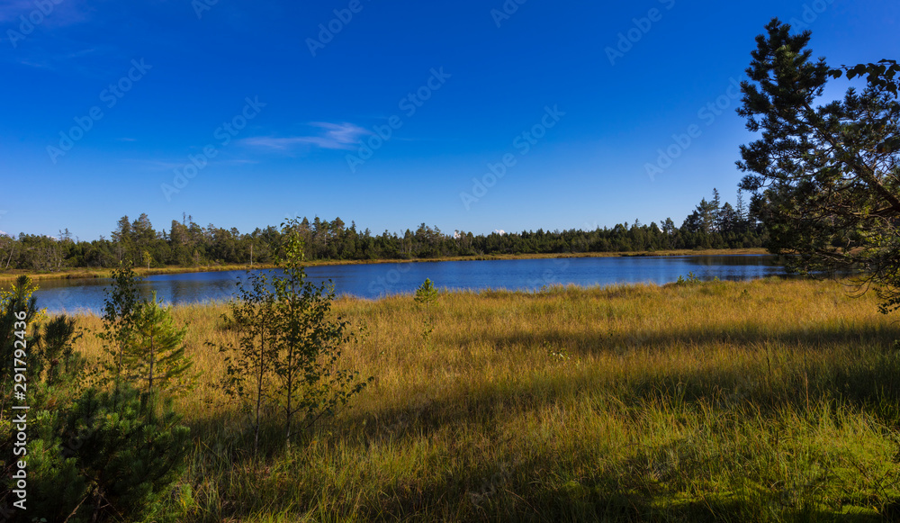 Raised bog of the Wildsee at Kaltenbronn, Northern Black Forest, Germany, with birch trees and small pines, territory Bad Wildbad and Gernsbach.